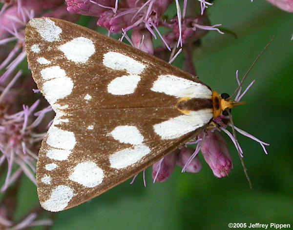 Confused Haploa (Haploa confusa)