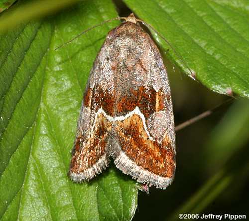 Bog Deltote (Deltote bellicula)