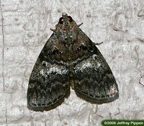 Maple Webworm Moth (Prococera asperatella)