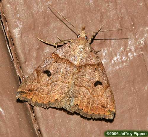 Variable Zanclognatha (Zanclognatha laevigata)