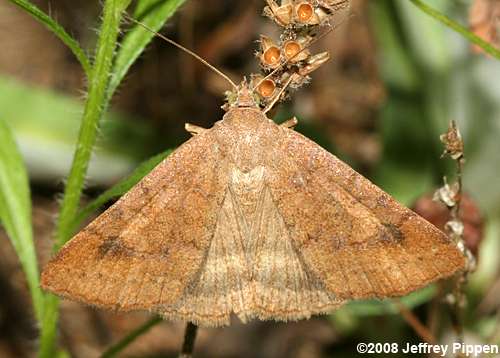 Vetch Looper Moth (Caenurgia chlorpha)