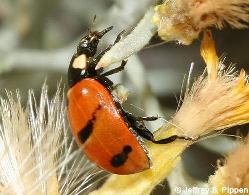 Mountain Lady Beetle (Coccinella monticola)