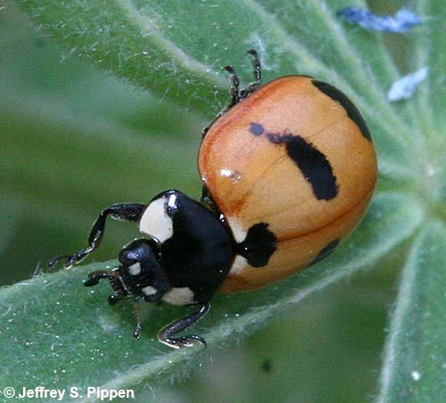 Mountain Lady Beetle (Coccinella monticola)