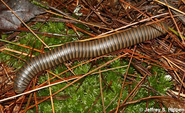 American Giant Millipede (Narceus americanus)