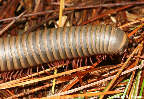 American Giant Millipede (Narceus americanus)