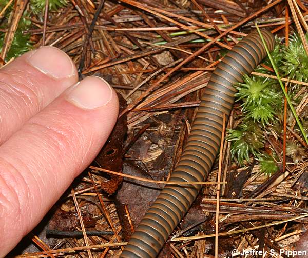 American Giant Millipede (Narceus americanus)