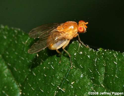 tiny yellow woodland fly (Neogriphoneura sordida)
