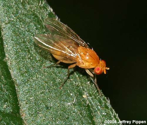 tiny yellow woodland fly (Neogriphoneura sordida)
