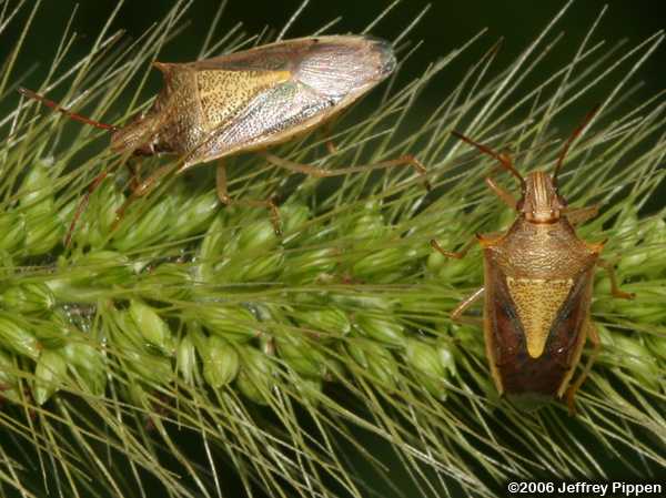 Rice Stinkbug (Oebalus pugnax)