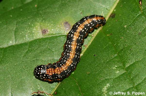 Asimina Webworm Moth (Omphalocera munroei)