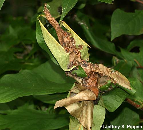 Asimina Webworm Moth (Omphalocera munroei)