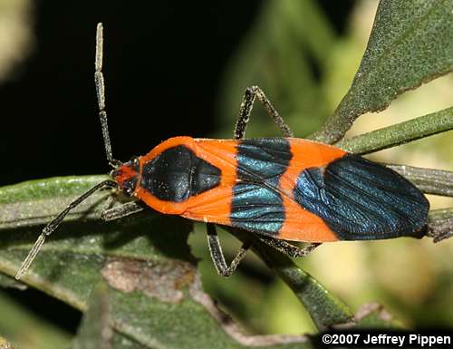 Large Milkweed Bug (Oncopeltus fasciatus)