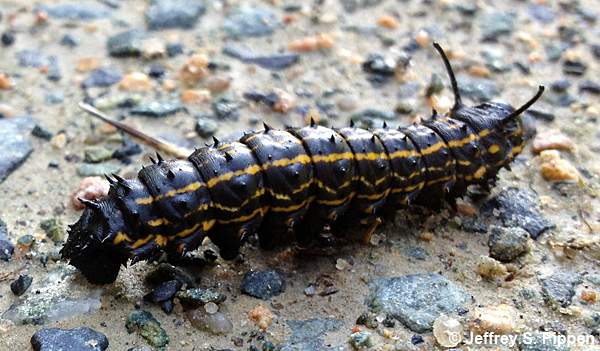 Orange-striped Oakworm (Anisota senatoria)