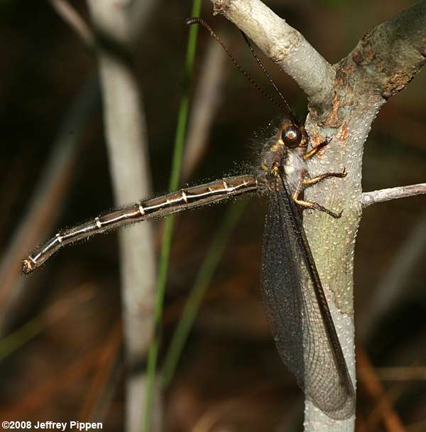 Owlfly (Ascaloptynx appendiculata)
