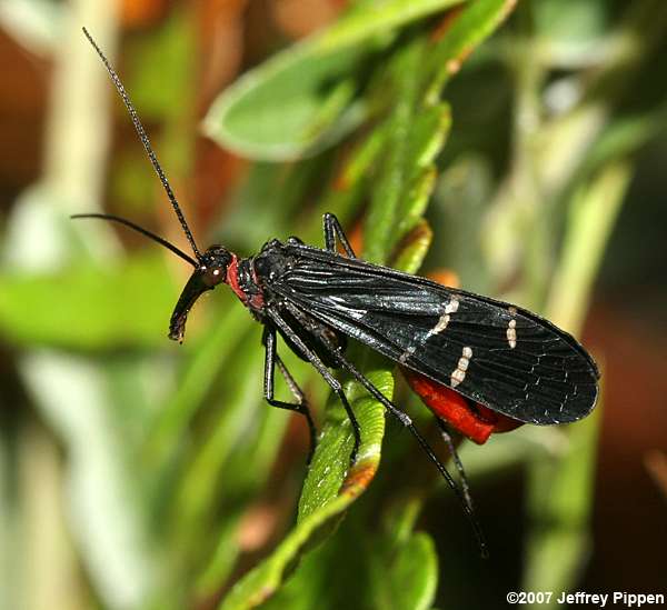 Dark Scorpionfly (Panorpa lugubris)