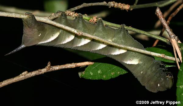 Pawpaw Sphinx (Dolbe hyloeus)