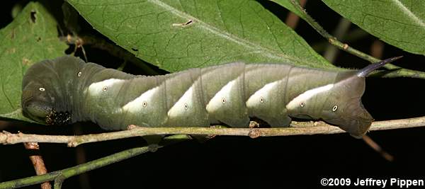 Pawpaw Sphinx (Dolbe hyloeus)