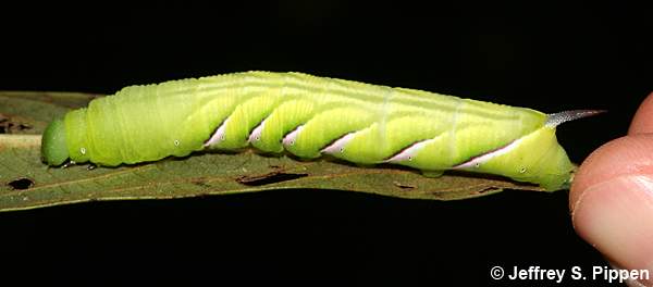 Pawpaw Sphinx (Dolbe hyloeus)