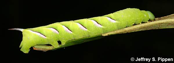 Pawpaw Sphinx (Dolbe hyloeus)