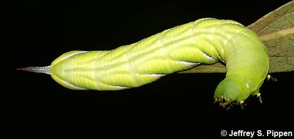 Pawpaw Sphinx (Dolbe hyloeus)