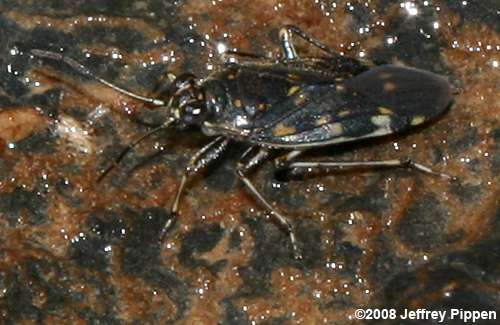 shore bug (Pentacora sp.)