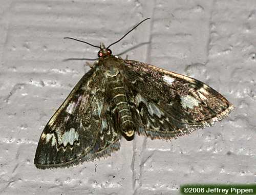 Crowned Phlyctaenia (Phlyctaenia coronata tertialis)