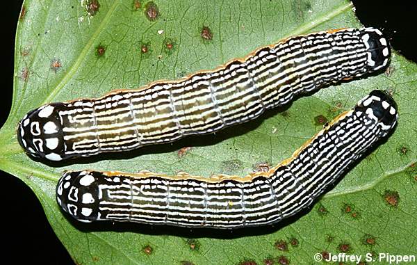 Turbulent Phosphila (Phosphila turbulenta)