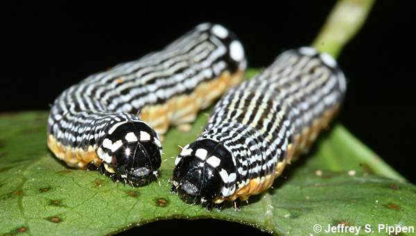 Turbulent Phosphila (Phosphila turbulenta)