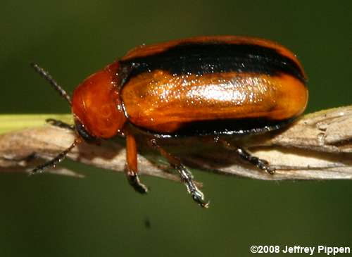 flea beetle (Phyllotreta sp.)