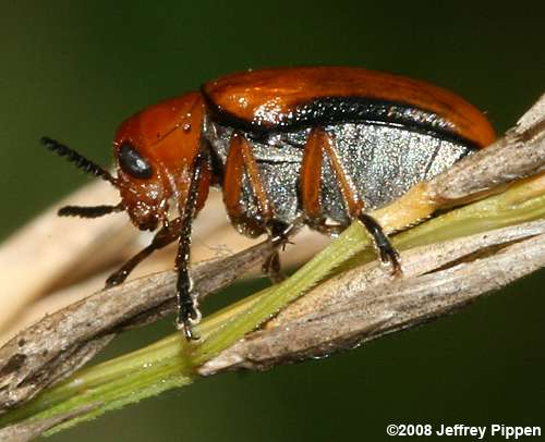 flea beetle (Phyllotreta sp.)