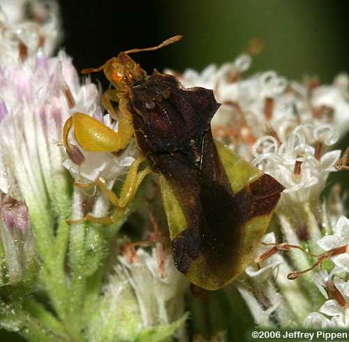 Ambush Bug (Phymata sp.)
