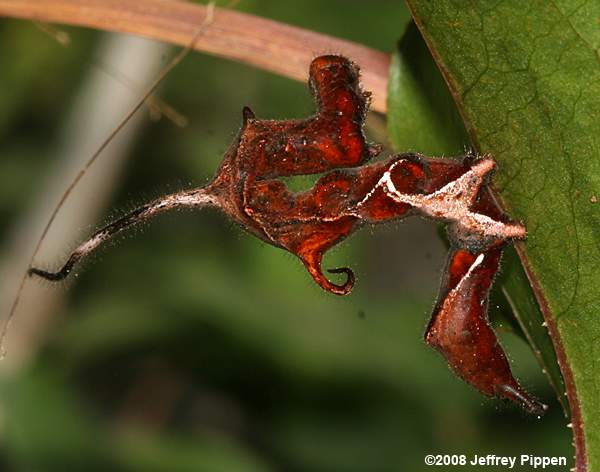 Curve-lined Owlet (Phypropus callitrichoides)