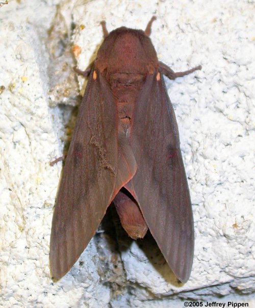 Pine Devil Moth (Citheronia sepulcralis)