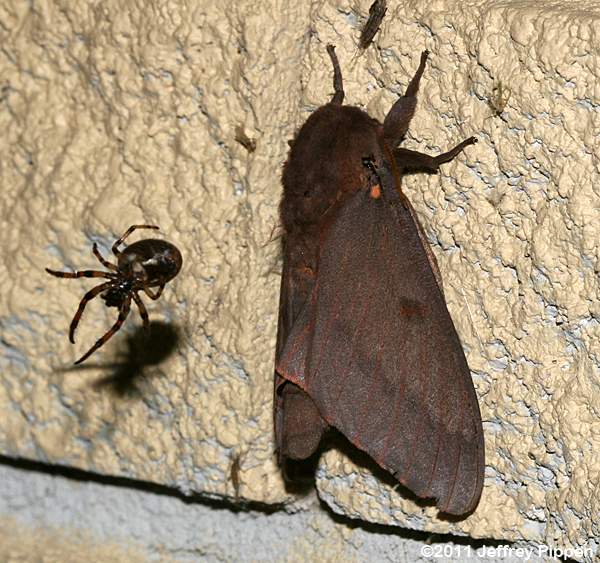 Pine Devil Moth (Citheronia sepulcralis)