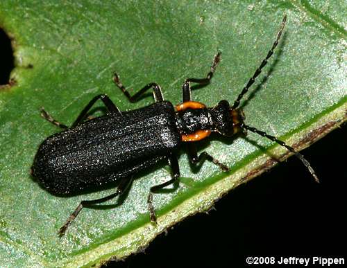 Podabrus sp. soldier beetle