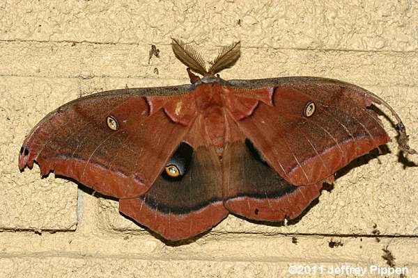 Polyphemus Moth (Antheraea polyphemus)