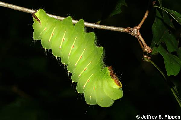 Polyphemus Moth (Antheraea polyphemus)