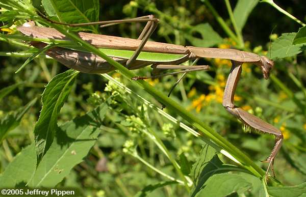 Chinese Mantid (Tenodera aridifolia)