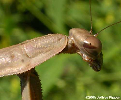 Chinese Mantid (Tenodera aridifolia)
