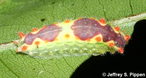 Purple-crested Slug Moth (Adoneta spinuloides)