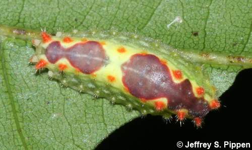 Purple-crested Slug Moth (Adoneta spinuloides)