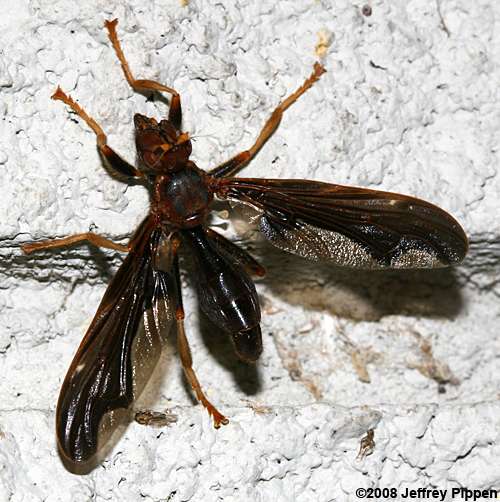 Thick-headed Fly (Conopidae)