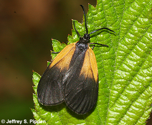 Orange-patched Smoky Moth (Pyromorpha dimidiata)