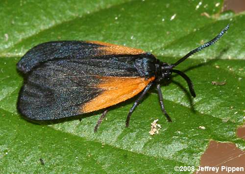 Orange-patched Smoky Moth (Pyromorpha dimidiata)
