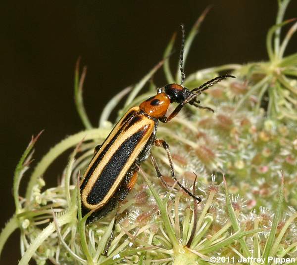blister beetle (Pyrota germari)