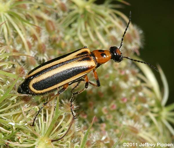 blister beetle (Pyrota germari)