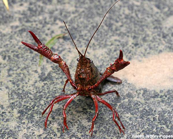 Red Swamp Crayfish (Procambarus (Scapulicambarus) clarkii)