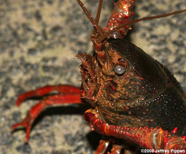 Red Swamp Crayfish (Procambarus (Scapulicambarus) clarkii)