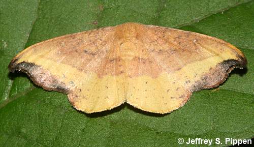 Rose Hooktip (Oreta rosea)