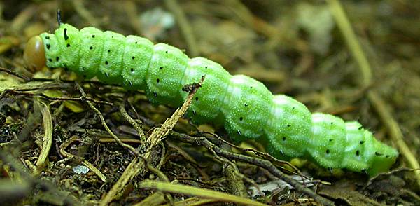 Green-striped Mapleworm = Rosy Maple Moth (Dryocampa rubicunda)